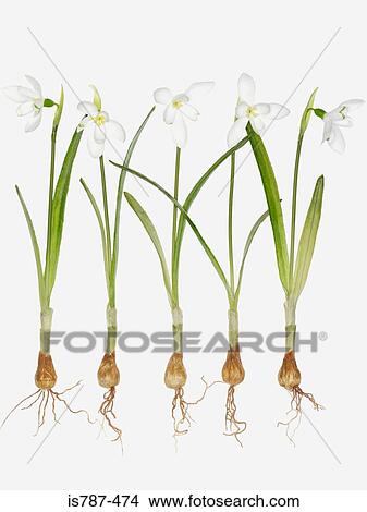 Picture - Snowdrops. Fotosearch