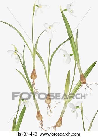 Snowdrops View Large Photo Image Stock Image - Snowdrops. Fotosearch