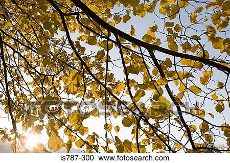 Sunlight through branches View Large Photo Image Stock Image - Sunlight through branches. Fotosearch