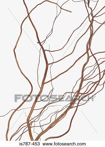 Stock Image - Twigs. Fotosearch