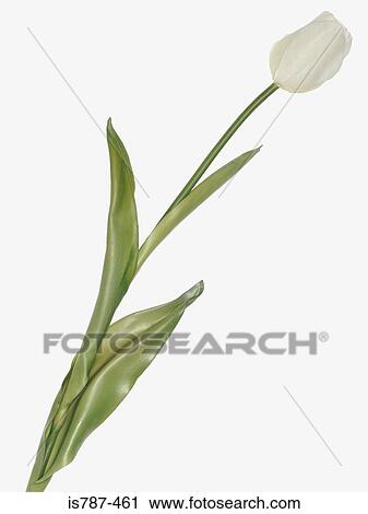 White tulip View Large Photo Image Stock Image - White tulip. Fotosearch