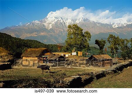Annapurna nepal View Large Photo Image Stock Photo - Annapurna nepal. Fotosearch
