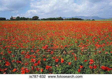 Campo De Papoulas Em Tuscany Banco De Imagem Is787 832 Fotosearch