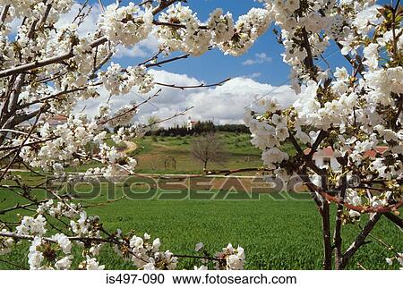 Stock Image - Cherry blossom and field in andalusia. Fotosearch