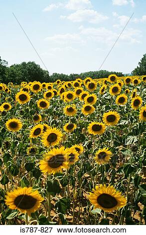 Field of sunflowers View Large Photo Image Stock Photo - Field of sunflowers. Fotosearch