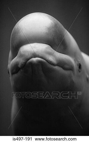 Head of a whale View Large Photo Image Stock Image - Head of a whale. Fotosearch