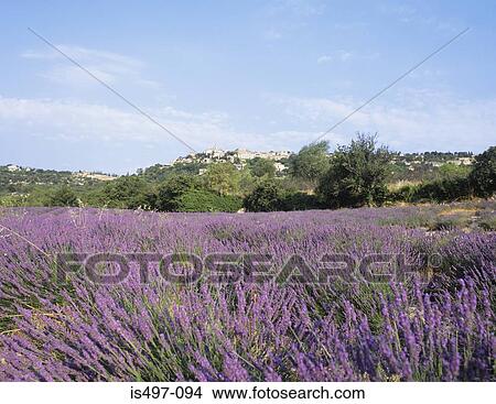 Picture - Lavender fields near aurel provence. Fotosearch