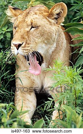 Lioness yawning View Large Photo Image Stock Image - Lioness yawning. Fotosearch