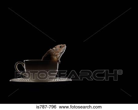 Mouse in a teacup View Large Photo Image Stock Photograph - Mouse in a teacup. Fotosearch