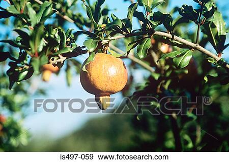 Stock Photo - Pomegranate on tree. Fotosearch