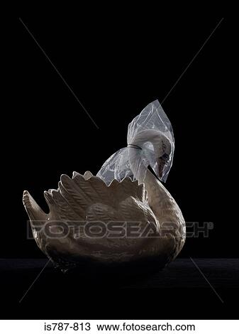 Swan with plastic bag on its head View Large Photo Image Stock Image - Swan with plastic bag on its head. Fotosearch