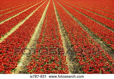 Tulip field View Large Photo Image Stock Image - Tulip field. Fotosearch