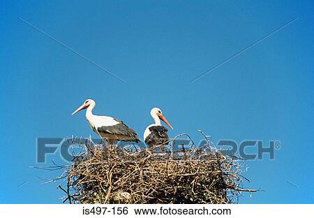 Stock Photograph - Two storks on a nest. Fotosearch