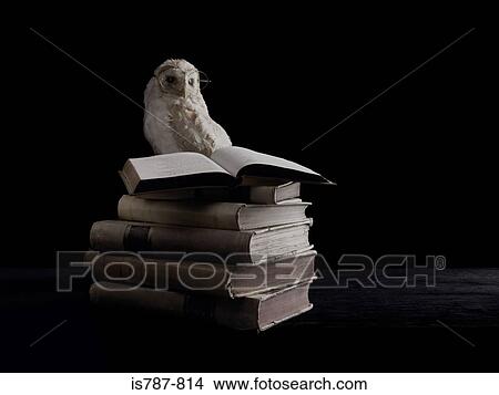 Wise owl and books View Large Photo Image Picture - Wise owl and books. Fotosearch