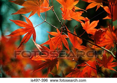 Stock Photograph - Acer leaves. Fotosearch