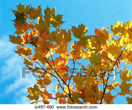 Stock Image - Autumn leaves. Fotosearch