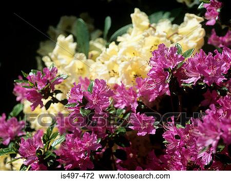 Stock Image - Azalea flowers. Fotosearch