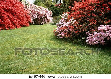 Stock Photograph - Azalea in garden. Fotosearch