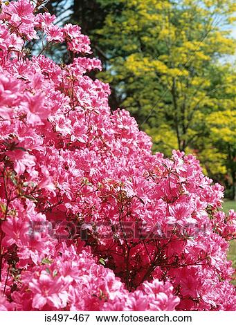 Stock Photo - Azalea. Fotosearch