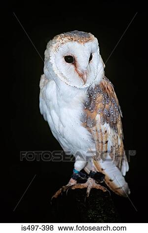 Barn owl View Large Photo Image Stock Photo - Barn owl. Fotosearch