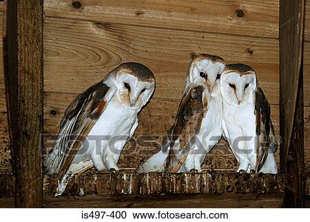 Barn owls View Large Photo Image Stock Image - Barn owls. Fotosearch