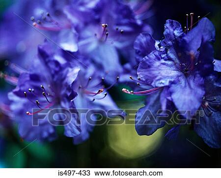 Stock Image - Blue azalea flowers. Fotosearch
