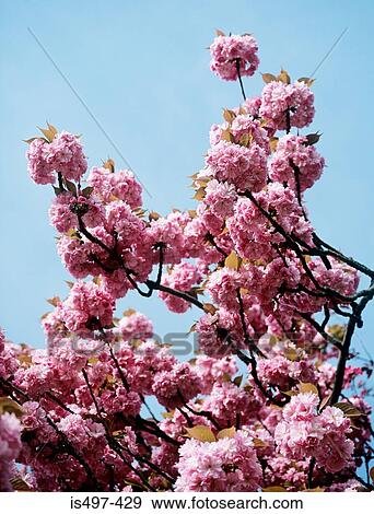 Stock Photo - Cherry blossom. Fotosearch