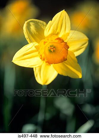 Stock Photo - Daffodil. Fotosearch