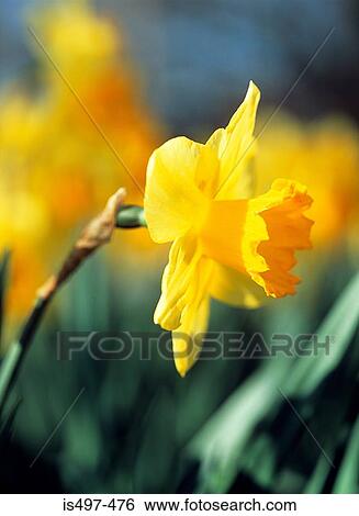 Stock Photograph - Daffodil. Fotosearch