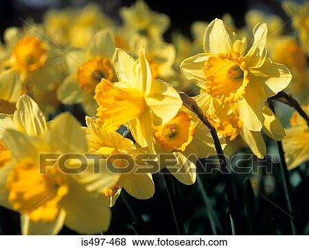 Daffodils View Large Photo Image Stock Photo - Daffodils. Fotosearch