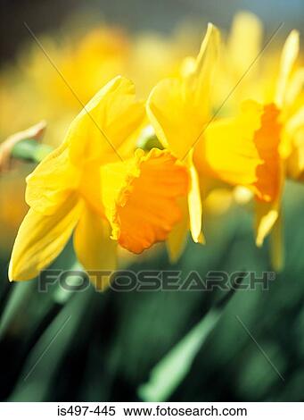 Stock Photography - Daffodils. Fotosearch