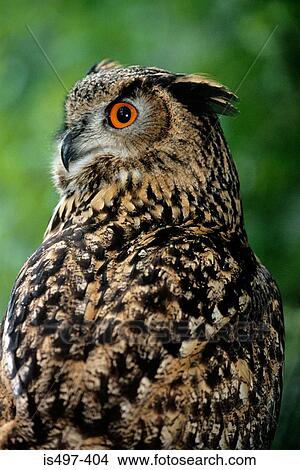 European eagle owl View Large Photo Image Picture - European eagle owl. Fotosearch