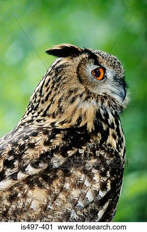 Stock Image - European eagle owl. Fotosearch