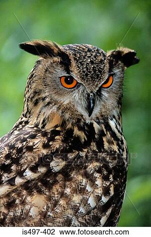 European eagle owl View Large Photo Image Stock Image - European eagle owl. Fotosearch