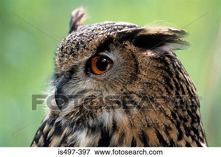 Stock Photo - European eagle owl. Fotosearch