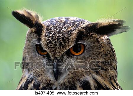 Stock Photography - European eagle owl. Fotosearch