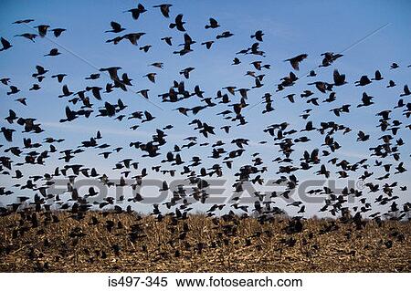 Flock of birds in flight View Large Photo Image Stock Photography - Flock of birds in flight. Fotosearch