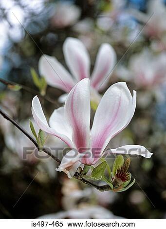 Magnolia flower View Large Photo Image Stock Photography - Magnolia flower. Fotosearch