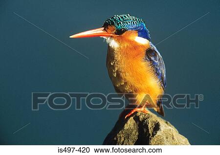 Stock Image - Malachite kingfisher. Fotosearch