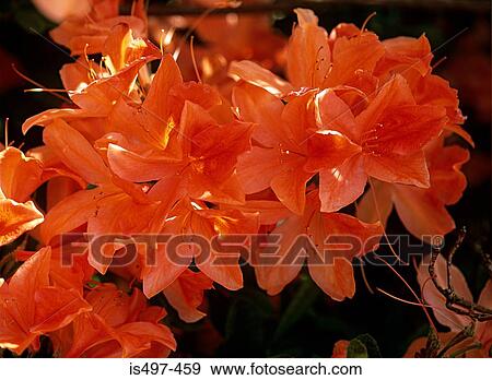 Orange azalea flowers View Large Photo Image Stock Photo - Orange azalea flowers. Fotosearch