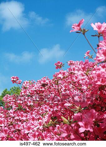 Pink azalea View Large Photo Image Stock Image - Pink azalea. Fotosearch