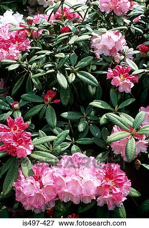 Stock Photo - Rhododendron. Fotosearch