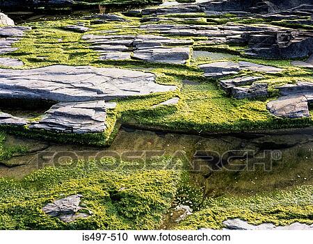 Stock Image - Slate and lichens. Fotosearch