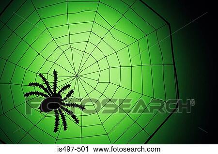 Spider on a web View Large Photo Image Stock Image - Spider on a web. Fotosearch