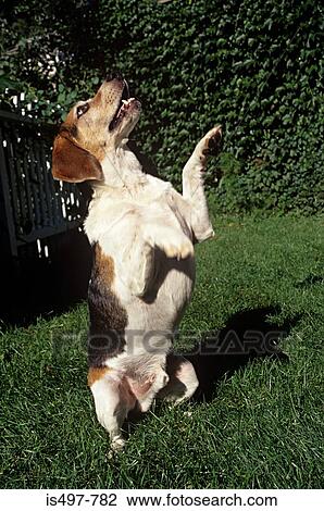 A dog begging View Large Photo Image Stock Image - A dog begging. Fotosearch