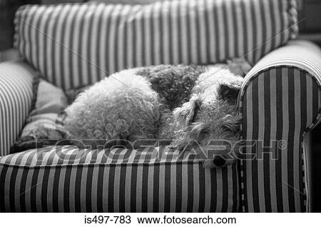 Stock Image - A dog lying on a arm chair. Fotosearch