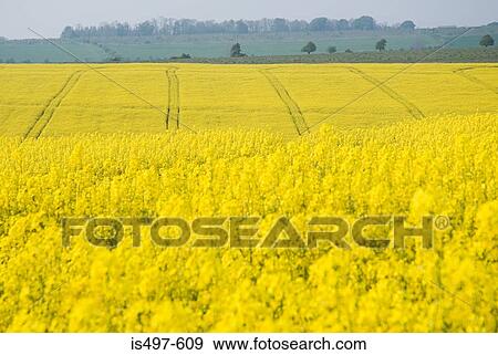A field of oilseed rape plants View Large Photo Image Stock Photo - A field of oilseed rape plants. Fotosearch