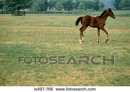 Stock Photograph - A foal. Fotosearch