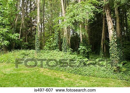 Stock Photo - A forest. Fotosearch