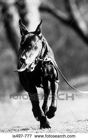 A great dane walking View Large Photo Image Stock Photo - A great dane walking. Fotosearch